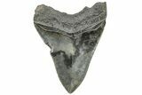 Serrated, 4.08" Fossil Megalodon Tooth - South Carolina - #203078-1